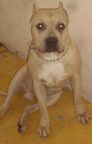 looky 6 meses 