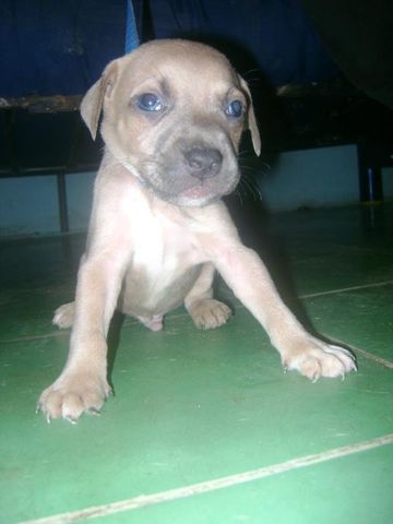 looky recien nacido